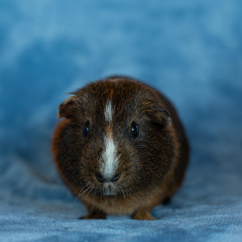 Enlarge Dalton, a Adoptable Guinea Pig in Warwick, RI image 2/2