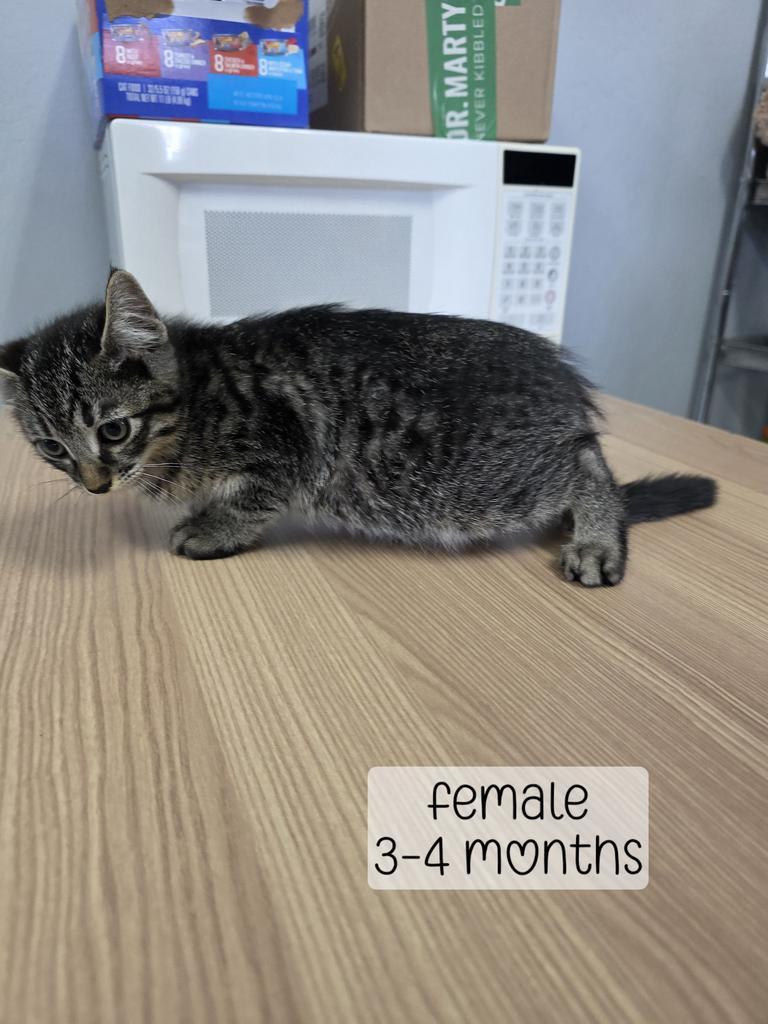 Monet, Adoptable, Kitten Female Domestic Medium Hair.