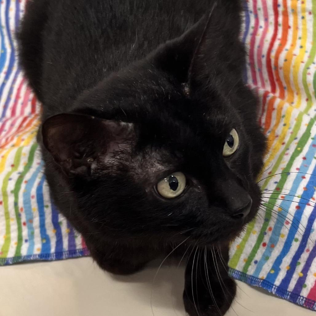 Enlarge Leonardo da Vinci, a Adoptable Domestic Short Hair in Folsom, LA image 1/1