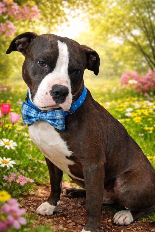 Enlarge Chop, a ADOPTABLE mixed breed in West Milton, OH image 3/4