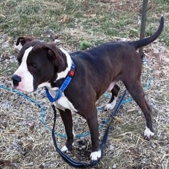 Enlarge Chop, a ADOPTABLE mixed breed in West Milton, OH image 2/4