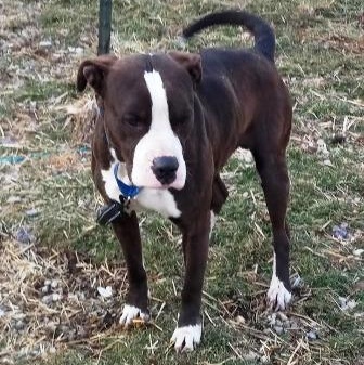 Enlarge Chop, a ADOPTABLE mixed breed in West Milton, OH image 4/4