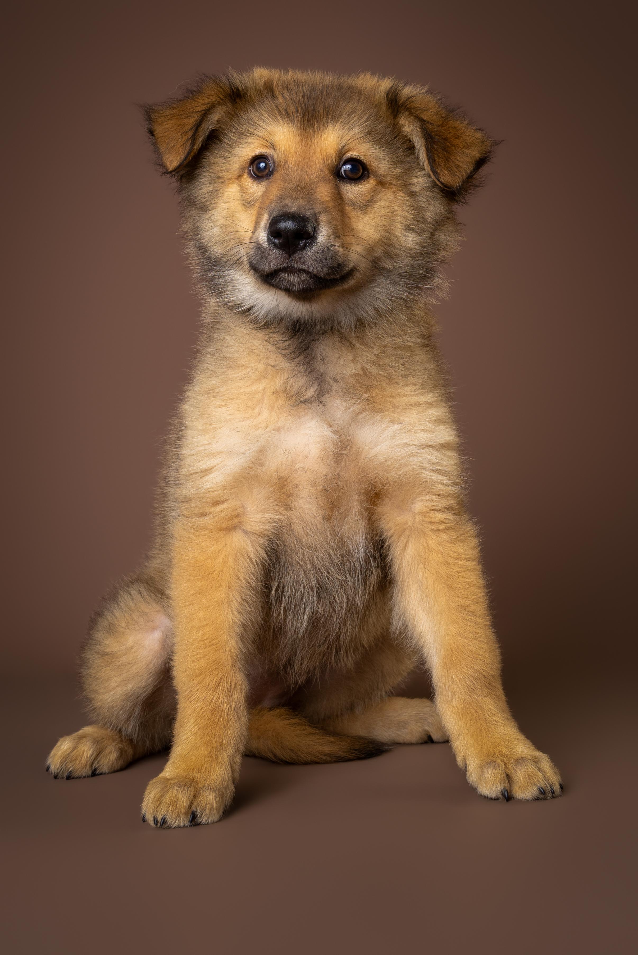 Enlarge Miami, an adopted mixed breed in Tyler, TX image 2/4