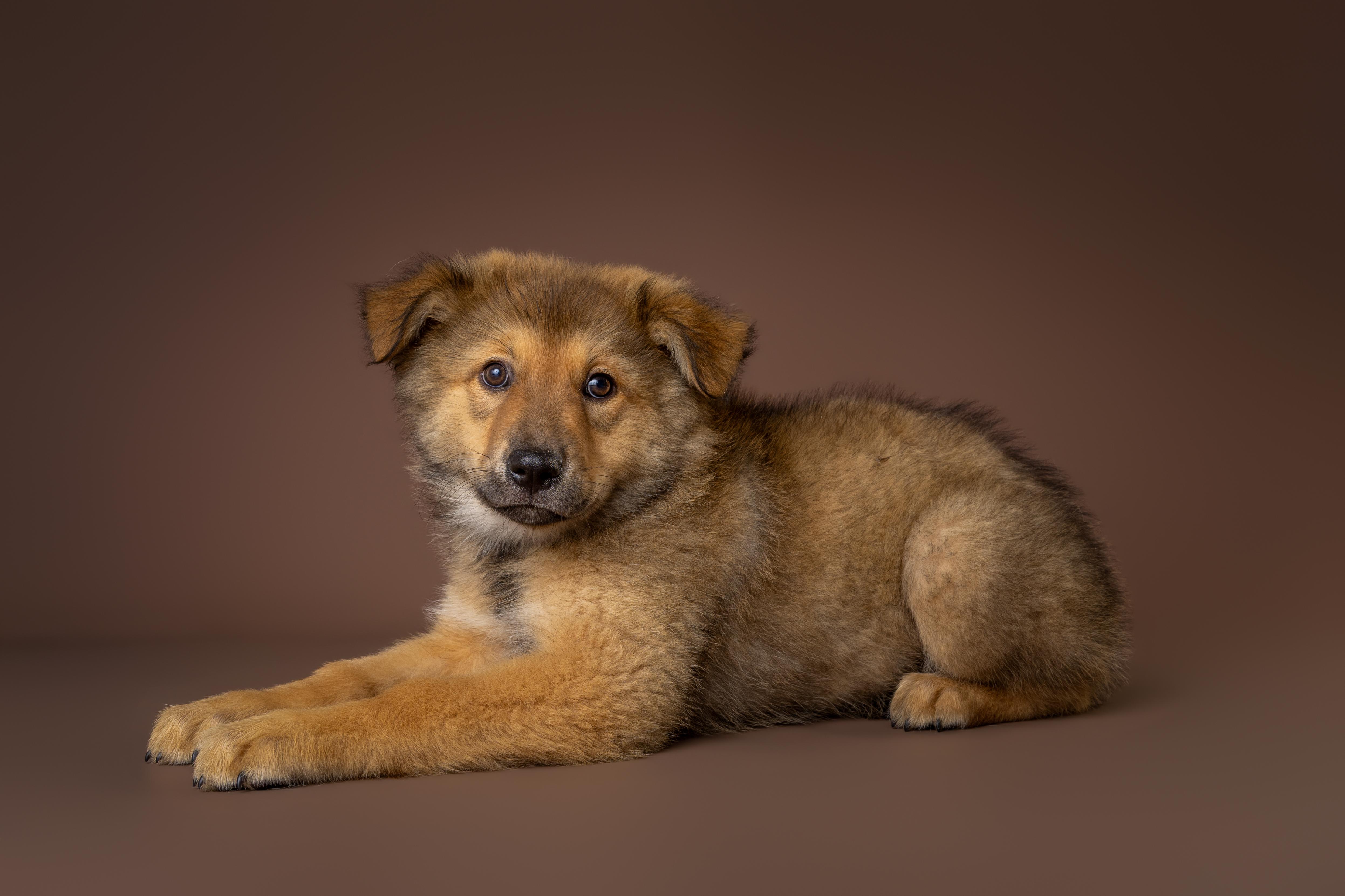 Enlarge Miami, an adopted mixed breed in Tyler, TX image 1/4