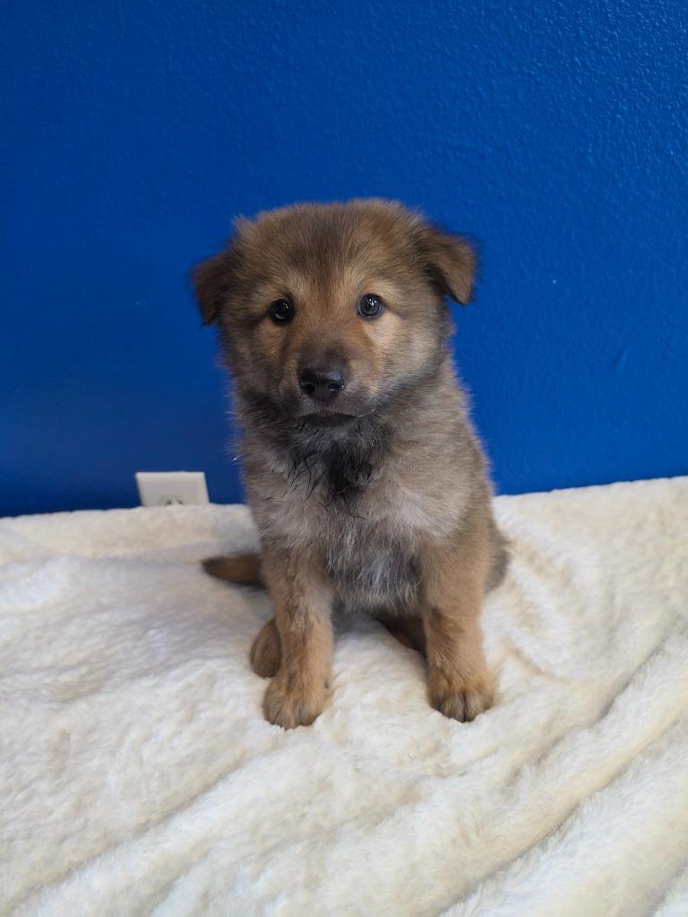 Enlarge Miami, an adopted mixed breed in Tyler, TX image 4/4