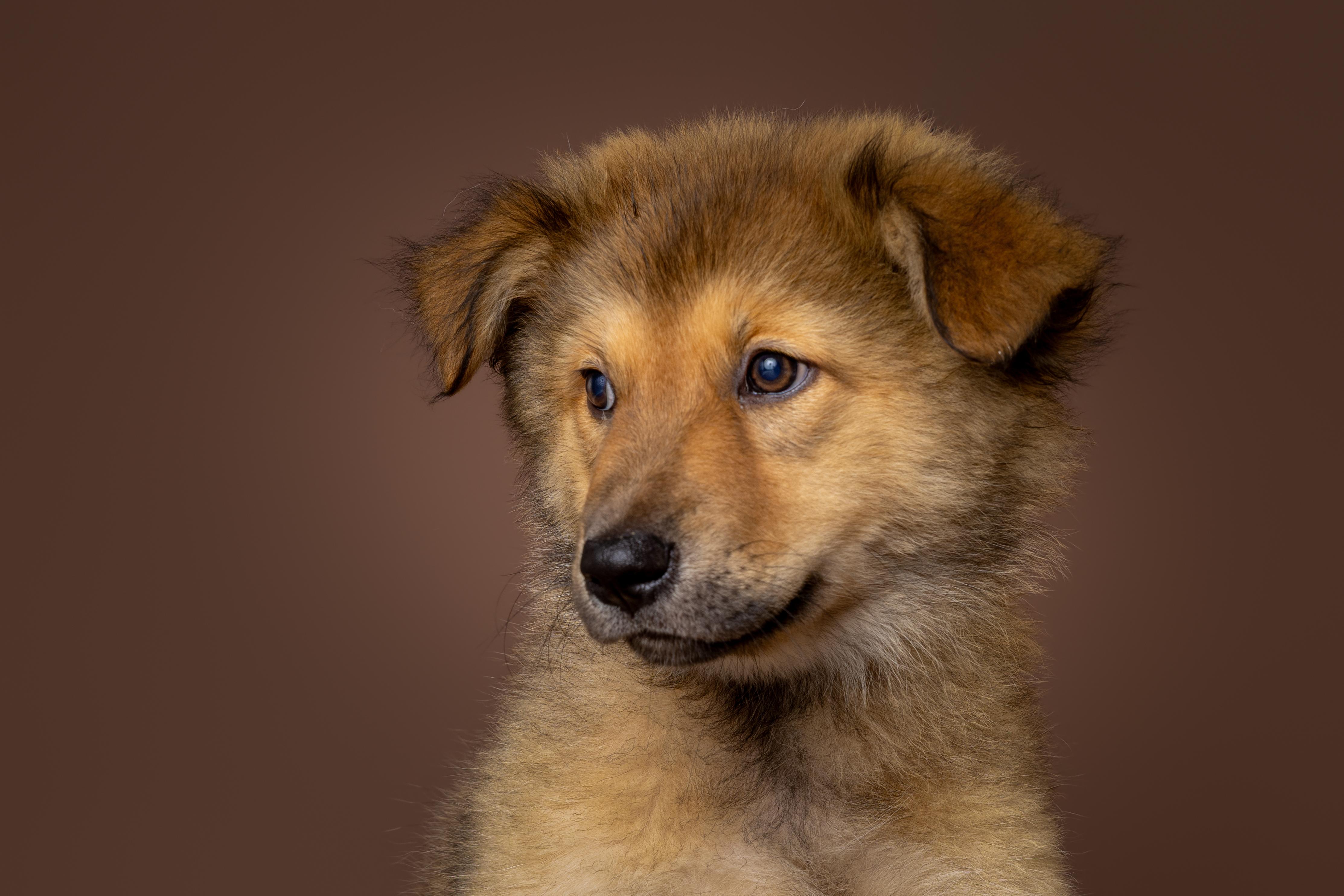 Enlarge Miami, an adopted mixed breed in Tyler, TX image 3/4