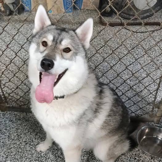 Mochi 26-094, Adoptable, Adult Male Husky.