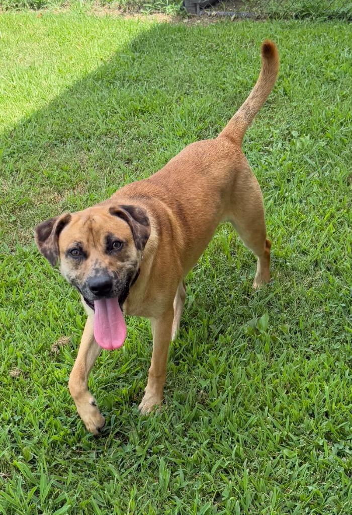 Enlarge Melly, a Adoptable mixed breed in Gallatin, TN image 1/2