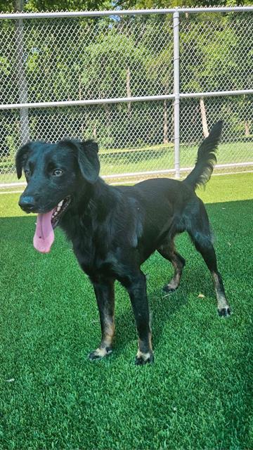 OSO, Adoptable, Young Male Chihuahua & Australian Shepherd.