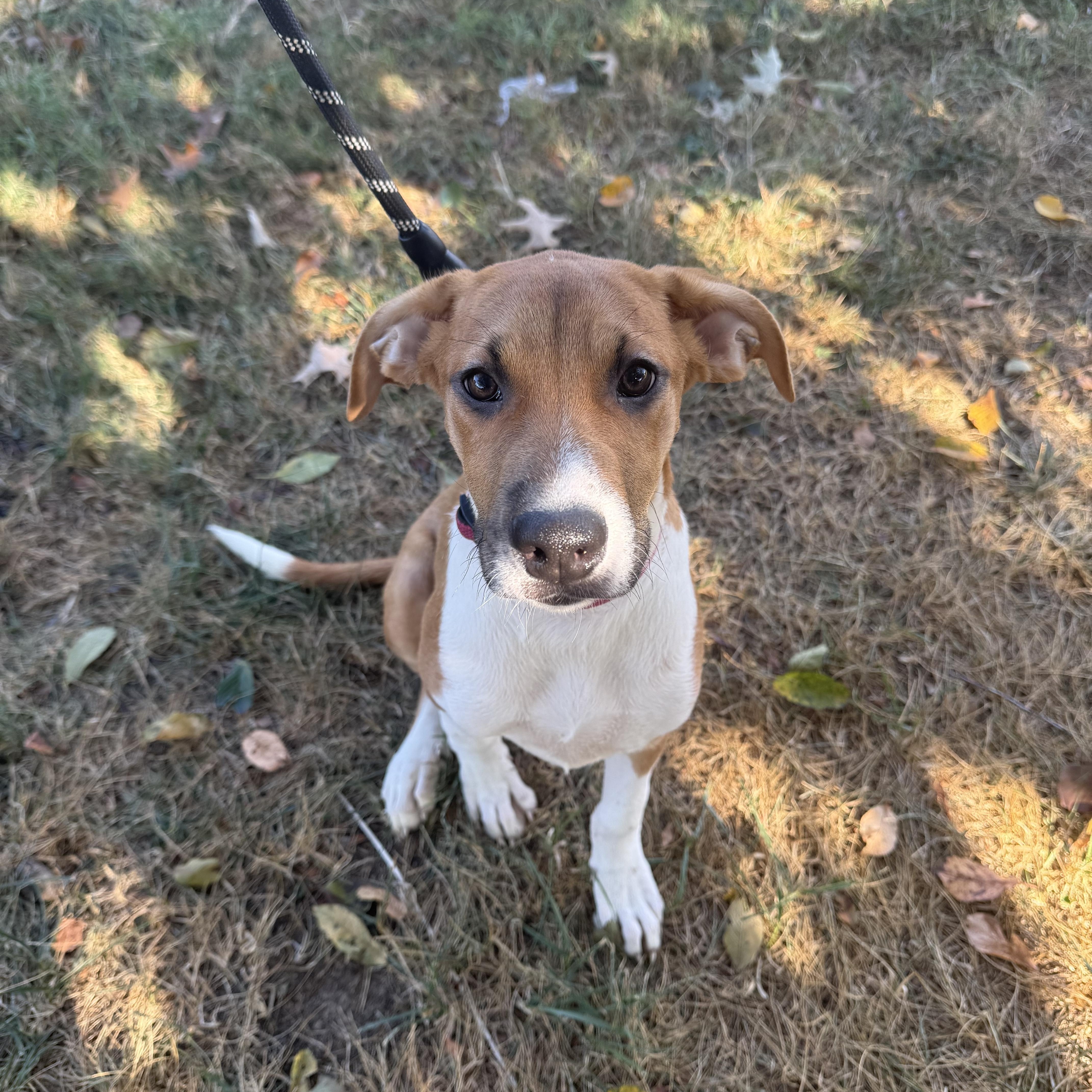 Enlarge Barbie, a Adoptable Hound in Hendersonville, TN image 1/1