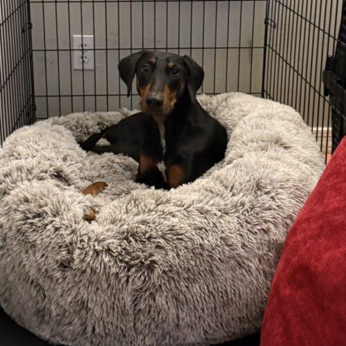 Billy, Adoptable, Young Male Doberman Pinscher.