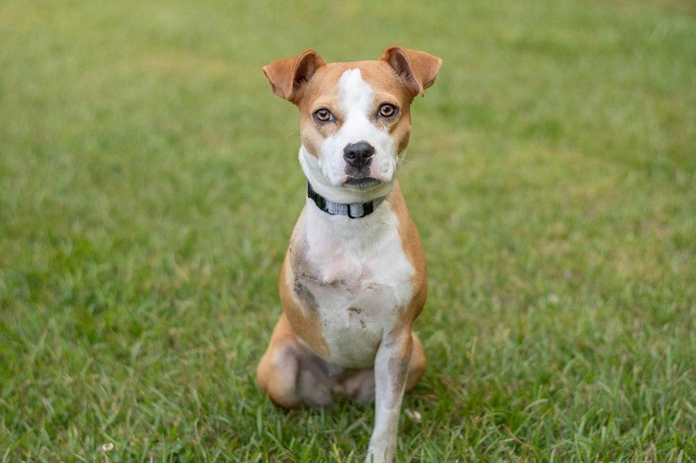 Enlarge Tink, a Adoptable Beagle in Charlotte, NC image 1/3