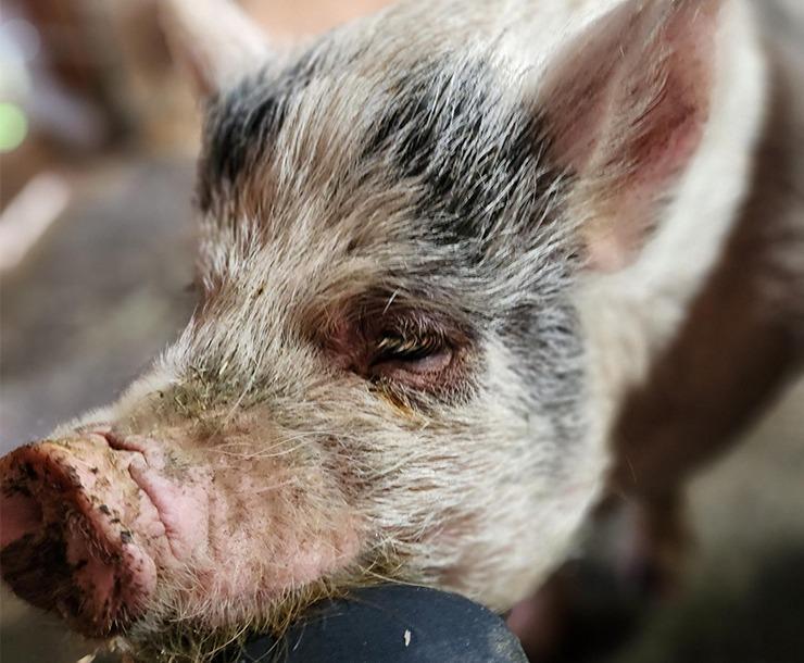 Enlarge Skelly, a Adoptable Pig in Sultan, WA image 1/3