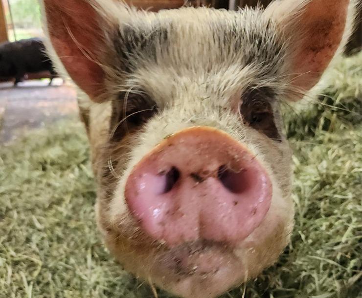 Enlarge Skelly, a Adoptable Pig in Sultan, WA image 2/3