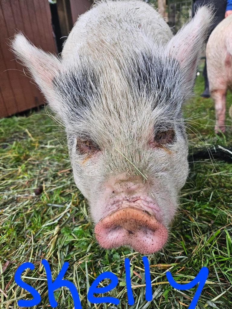 Enlarge Skelly, a Adoptable Pig in Sultan, WA image 3/3