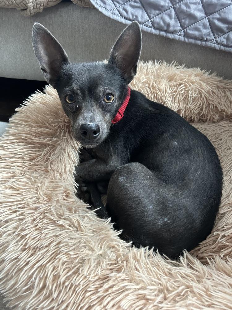 Esme, Adoptable, Young Female Chihuahua.