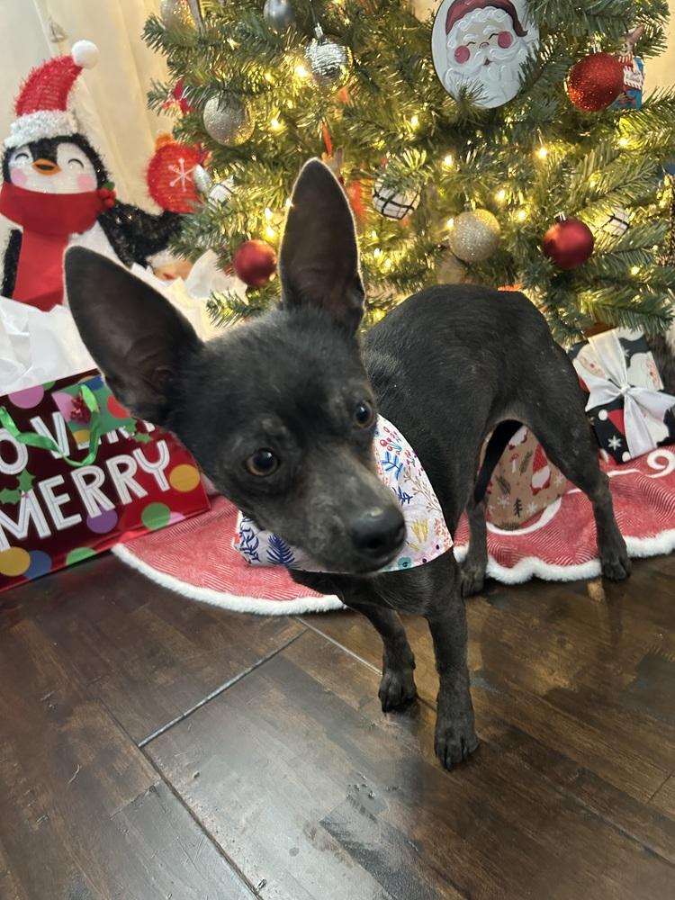 Enlarge Esme, a Adoptable mixed breed in Willingboro, NJ image 2/6