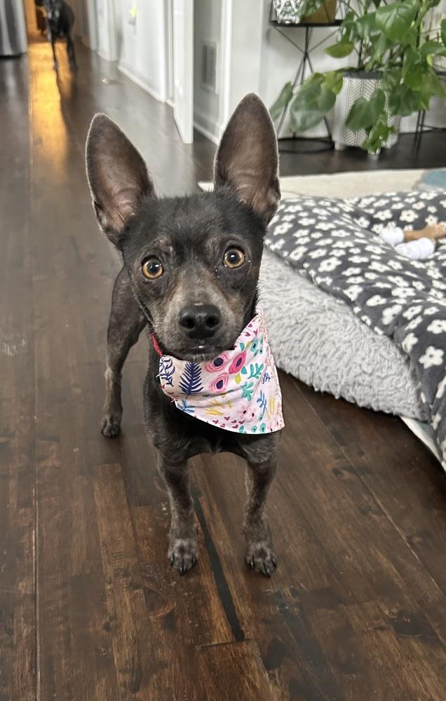 Enlarge Esme, a Adoptable mixed breed in Willingboro, NJ image 3/6