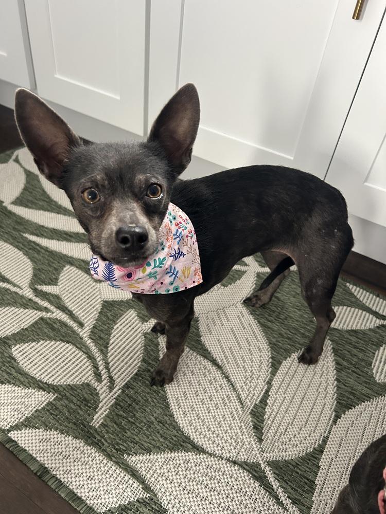 Enlarge Esme, a Adoptable mixed breed in Willingboro, NJ image 5/6