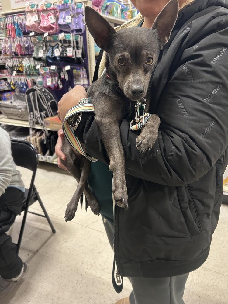 Enlarge Esme, a Adoptable mixed breed in Willingboro, NJ image 6/6