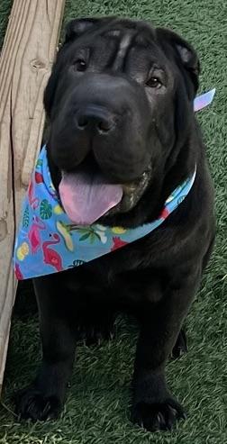 Mon Chou Mushu, an adopted Shar-Pei in Fort Myers Beach, FL image 2/4