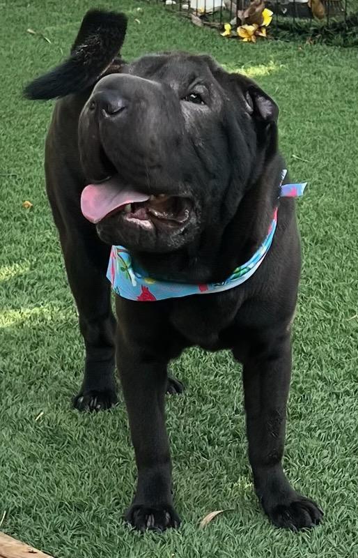 Mon Chou Mushu, an adopted Shar-Pei in Fort Myers Beach, FL image 4/4