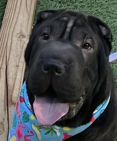 Mon Chou Mushu, an adopted Shar-Pei in Fort Myers Beach, FL image 1/4
