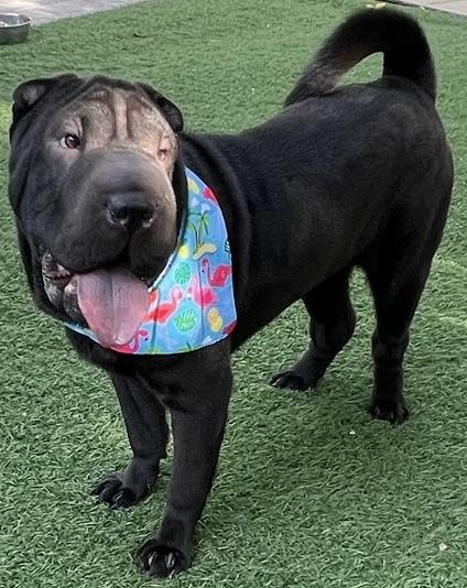 Mon Chou Mushu, an adopted Shar-Pei in Fort Myers Beach, FL image 3/4