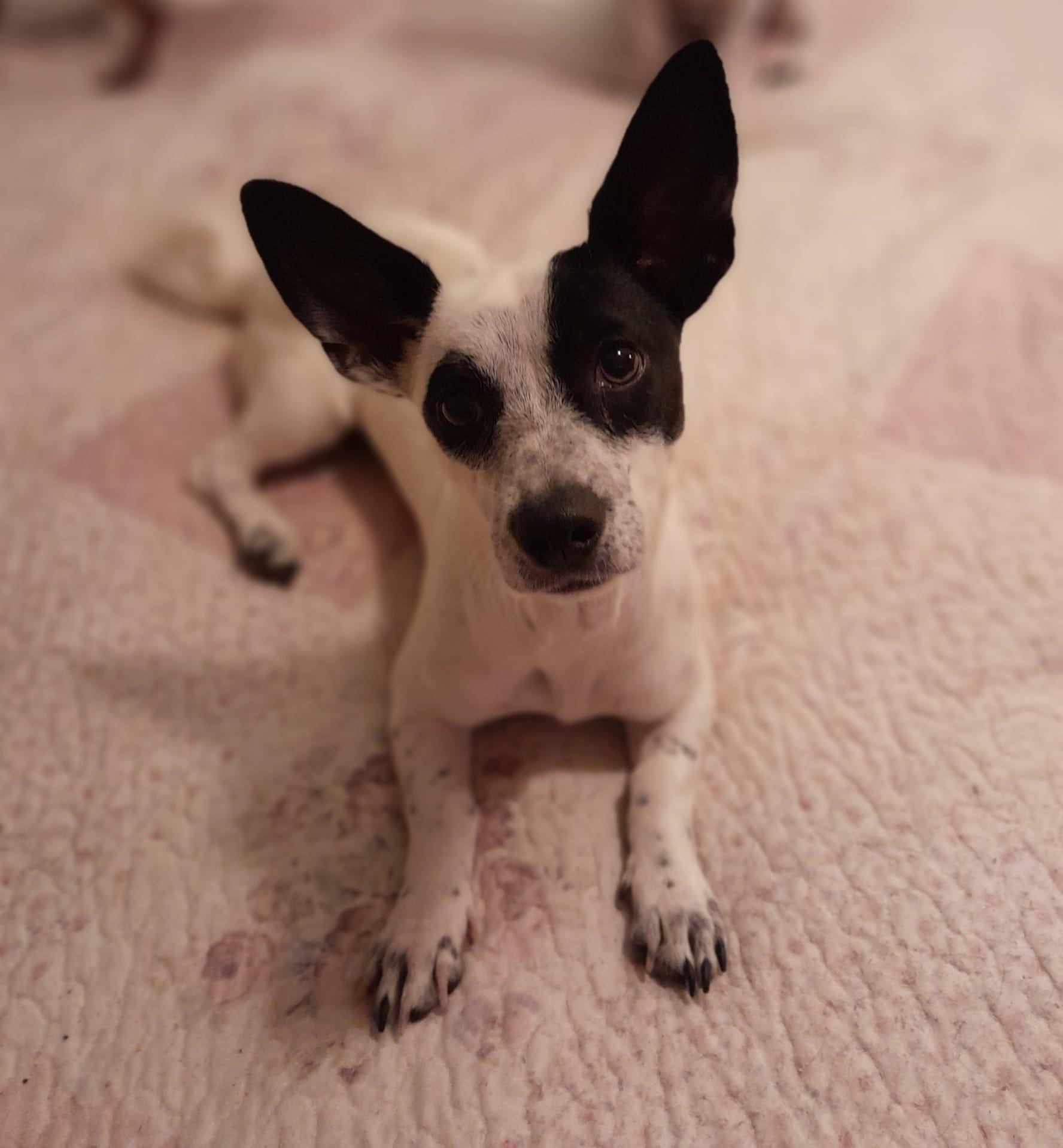 Lennon, an adoptable Rat Terrier Mix in Jacksonville, FL_image-1