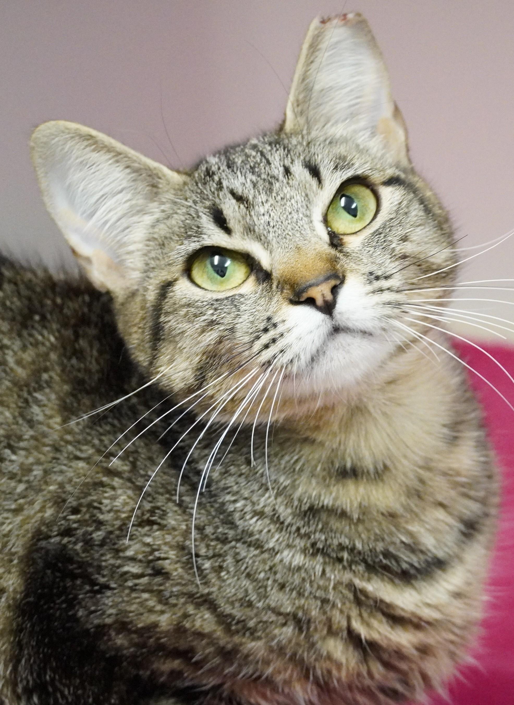 Enlarge Cleo, a ADOPTABLE Domestic Short Hair in Grants Pass, OR image 2/2