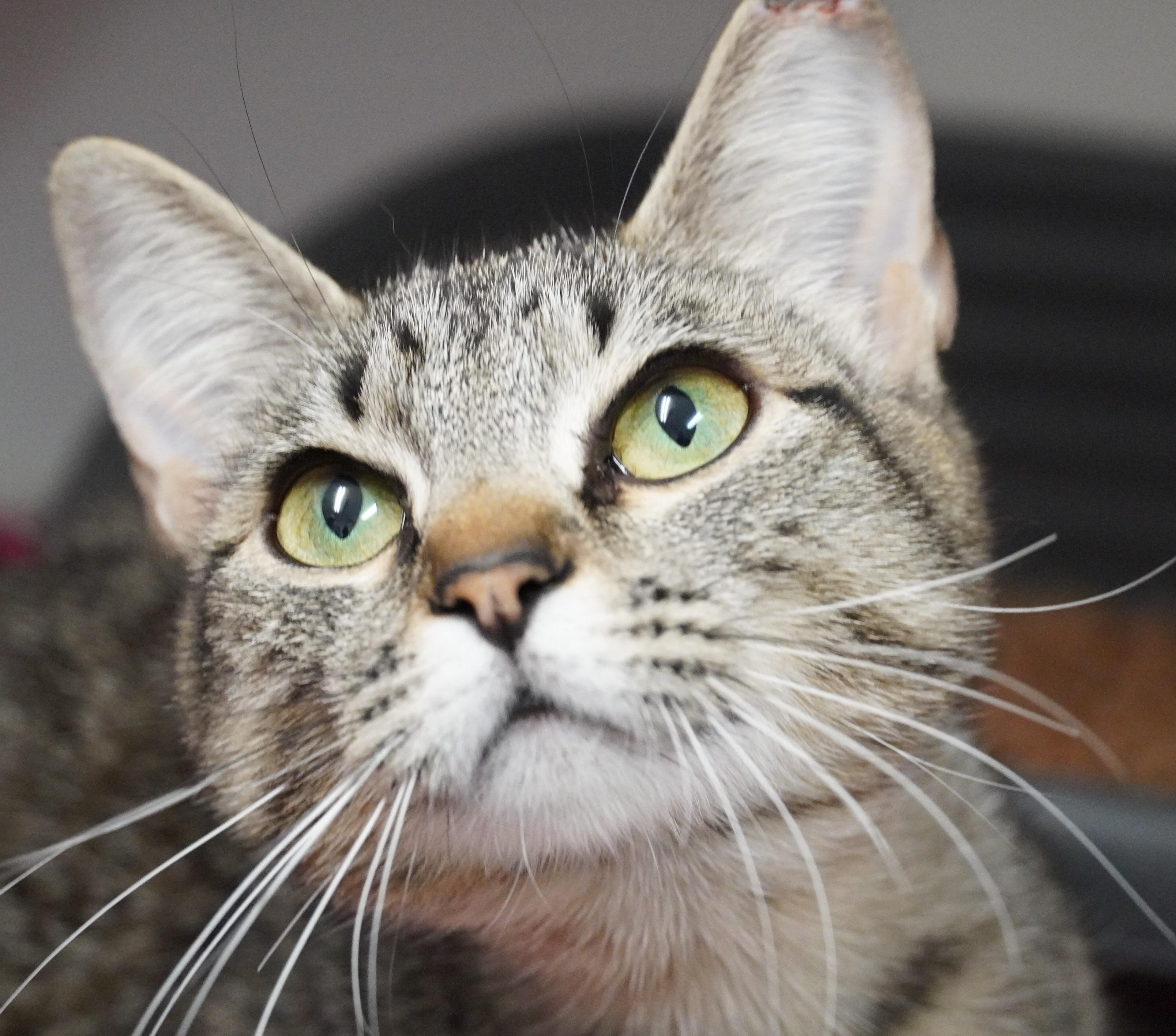Cleo, ADOPTABLE, Adult Female Domestic Short Hair.