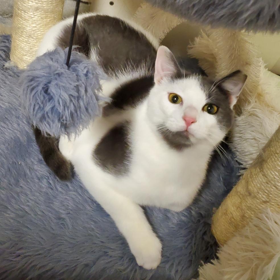 Enlarge Kiro, a Adoptable Domestic Short Hair in Granville, OH image 1/1