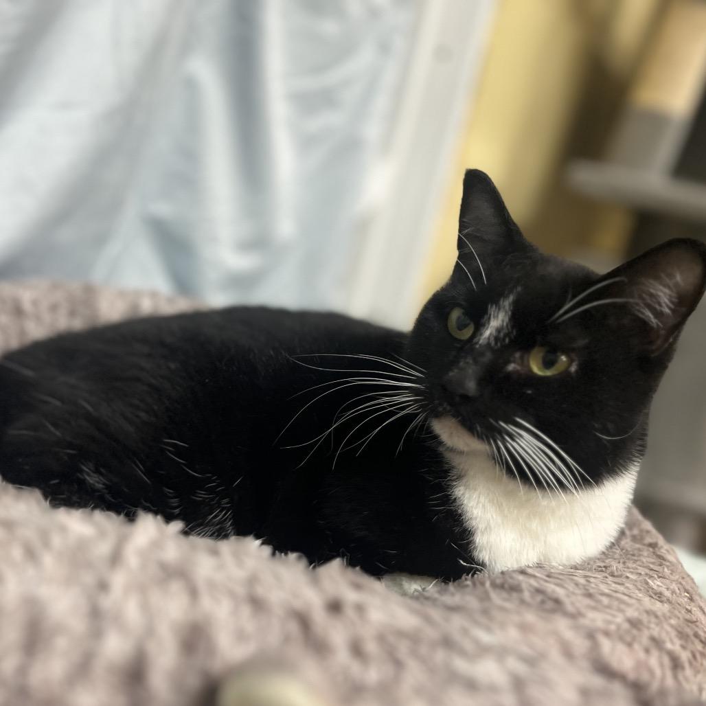 Enlarge Slinky, a Adoptable Domestic Short Hair in Melrose, FL image 1/2