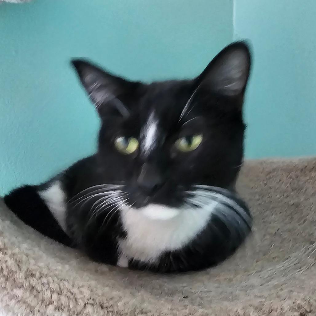 Enlarge Slinky, a Adoptable Domestic Short Hair in Melrose, FL image 2/2