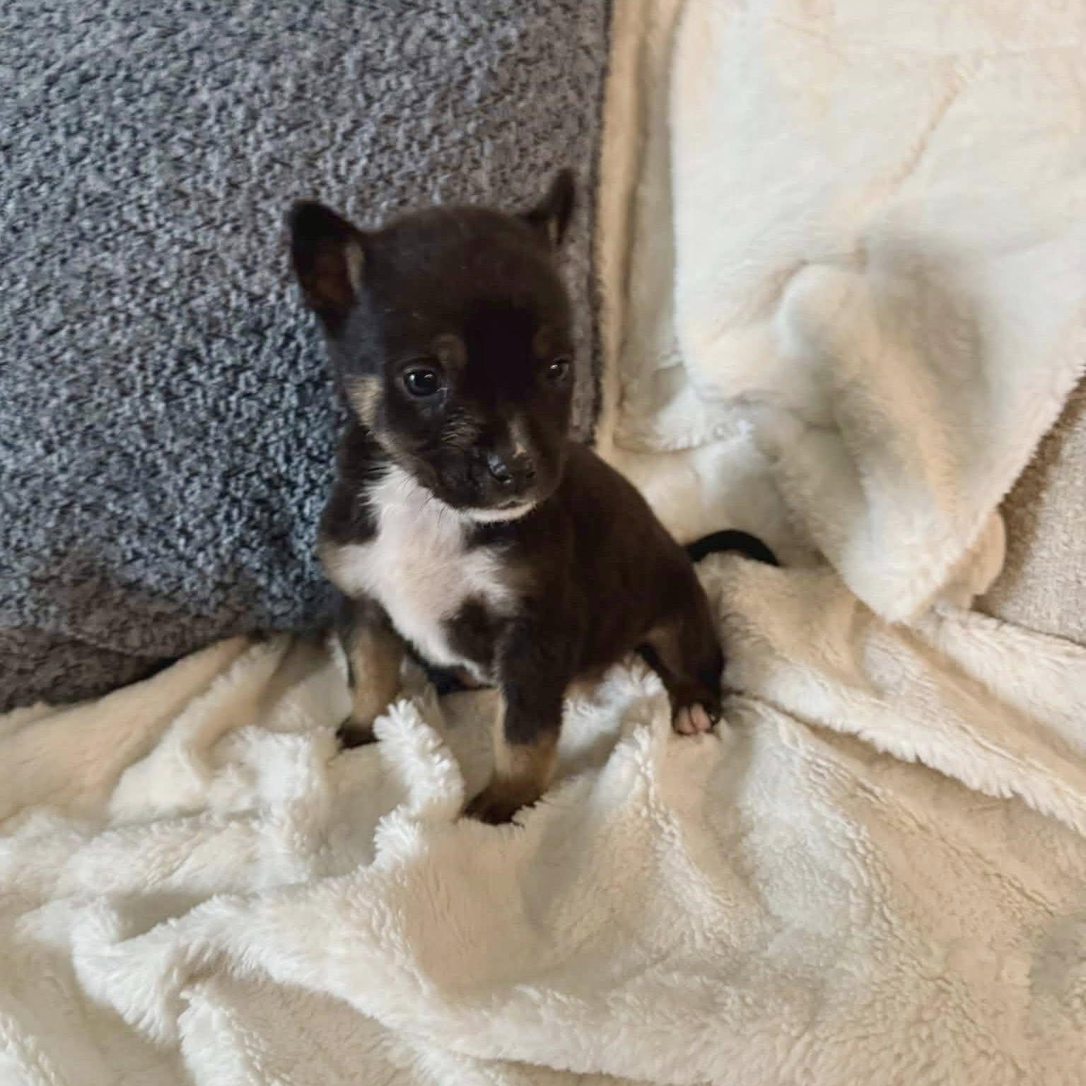 Brooks , Adoptable, Puppy Male Chihuahua.