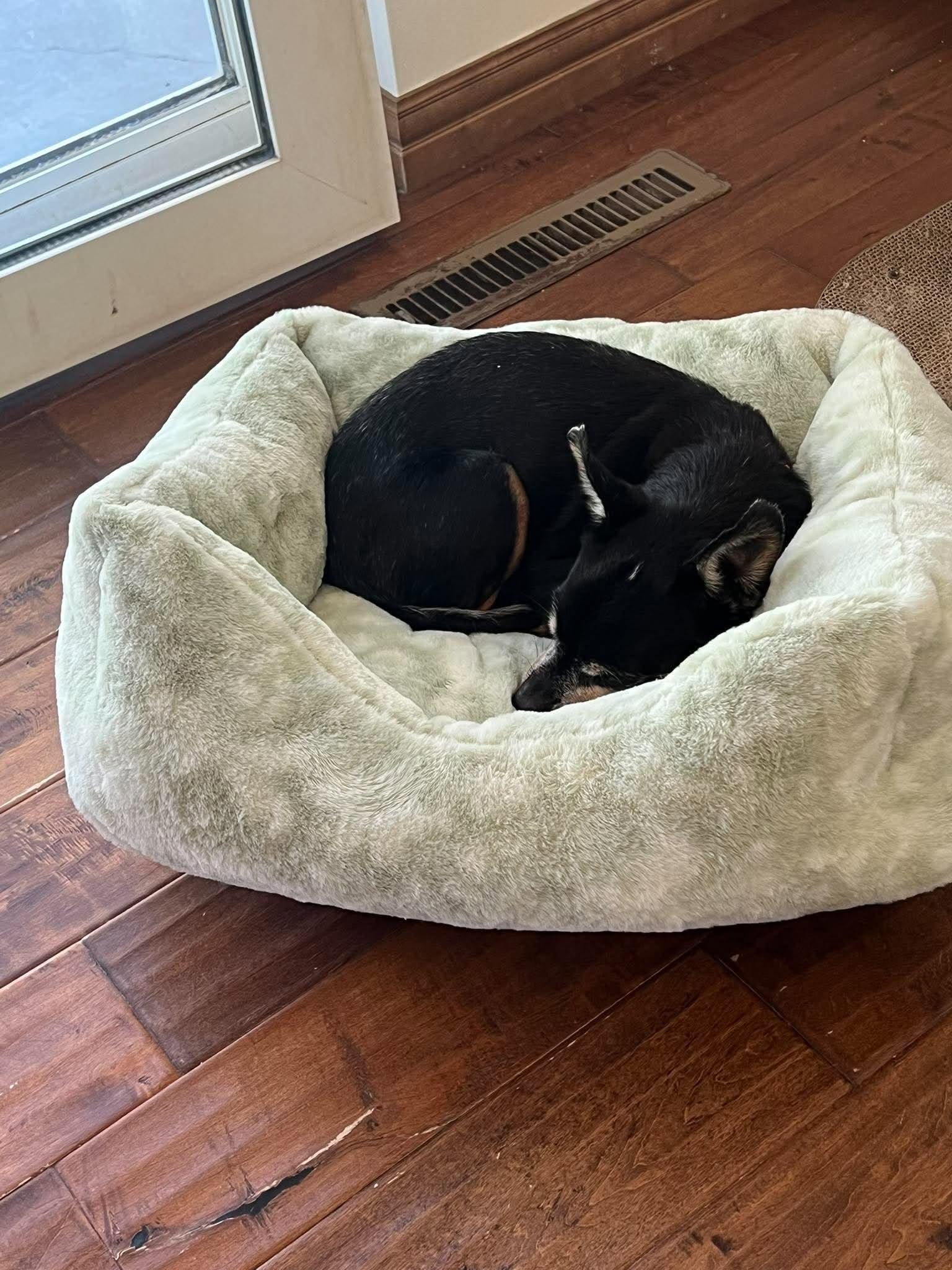 Enlarge Max, a Adoptable Chihuahua in De Pere, WI image 3/4