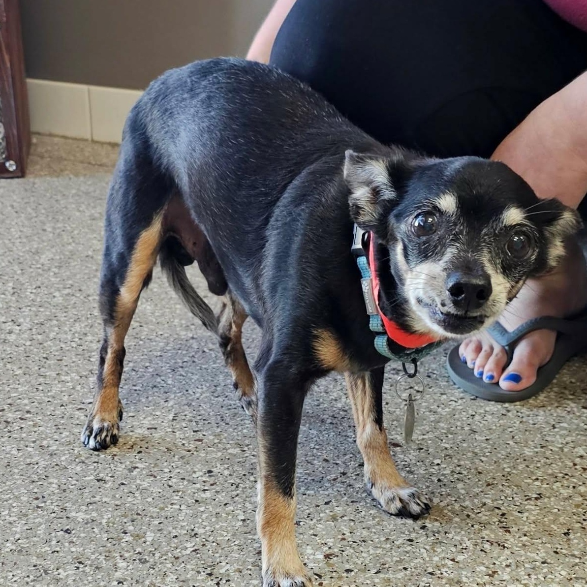 Enlarge Max, a Adoptable Chihuahua in De Pere, WI image 4/4