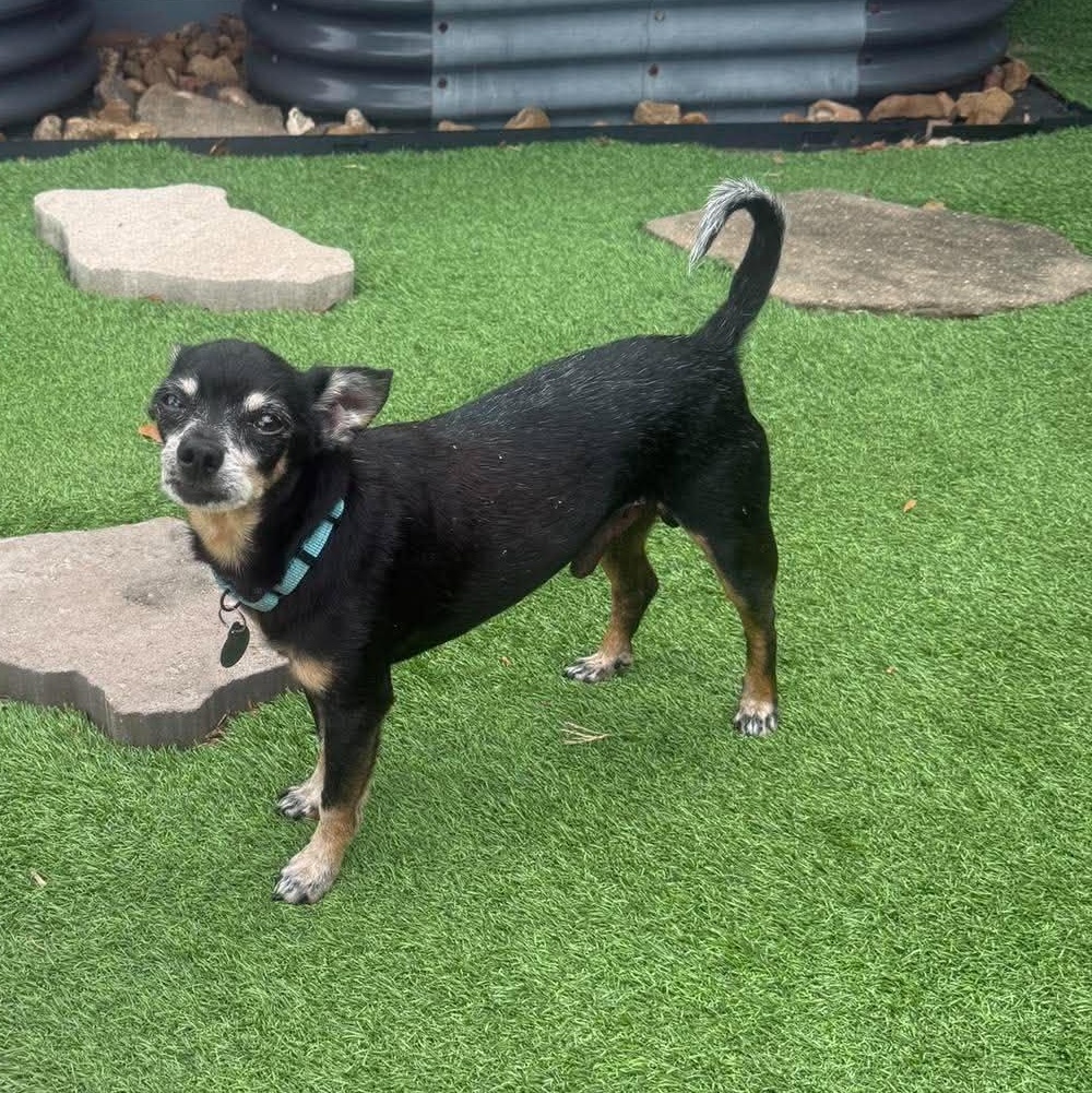 Enlarge Max, a Adoptable Chihuahua in De Pere, WI image 1/4