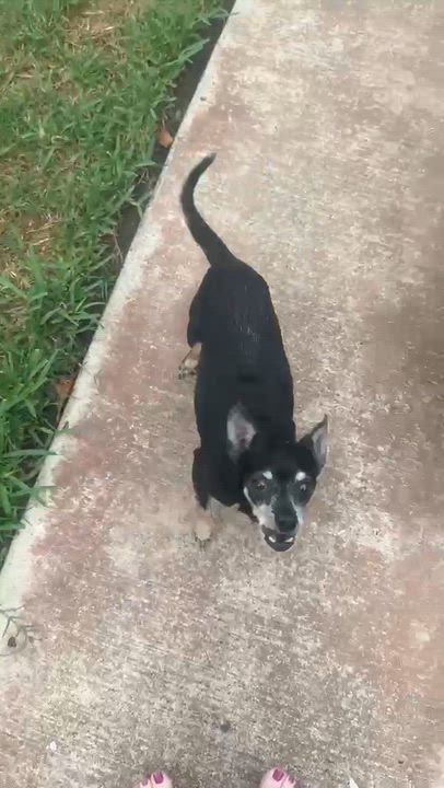 Enlarge Max, a Adoptable Chihuahua in De Pere, WI video 2/4