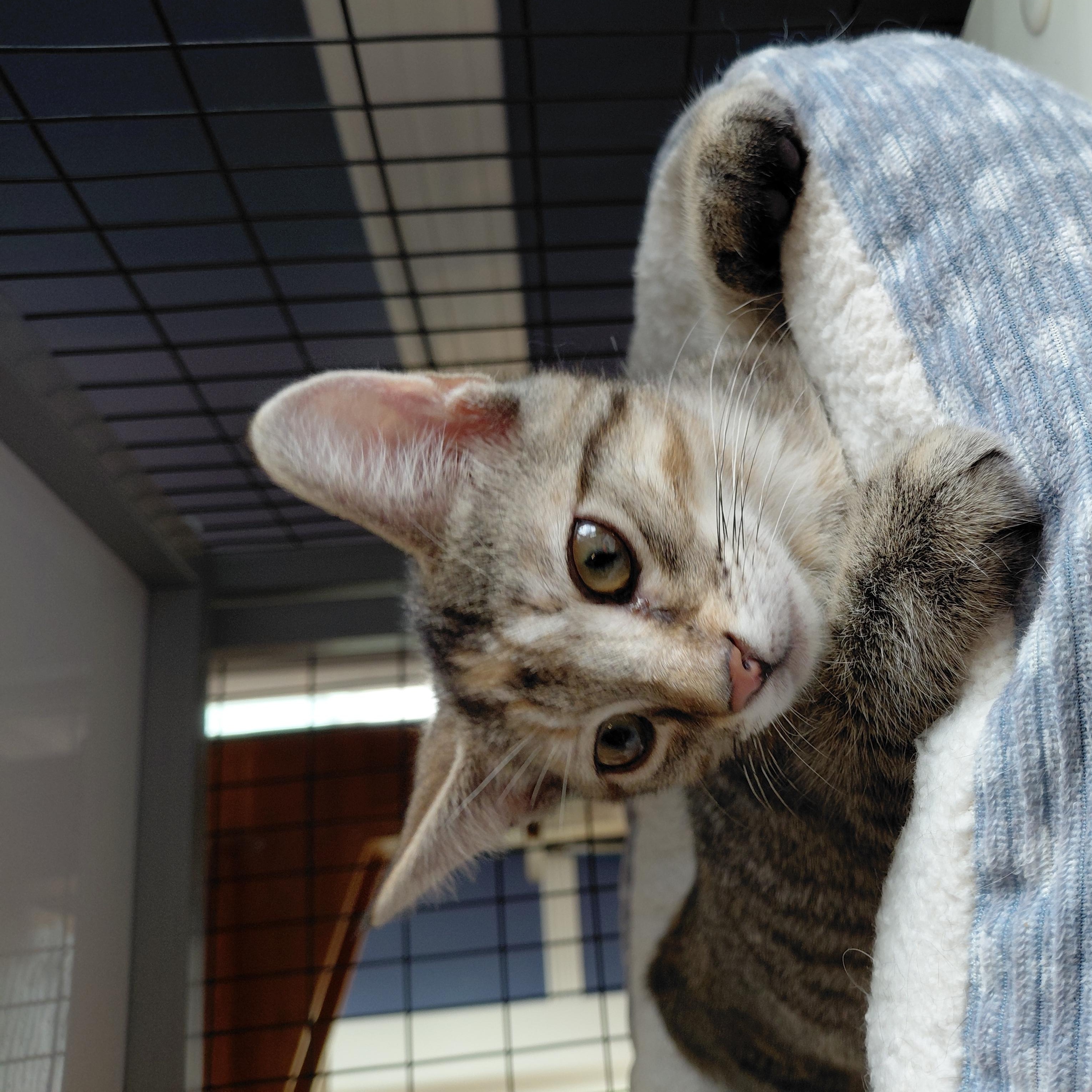 Enlarge Mini, an adopted Domestic Short Hair in Littleton, NH image 3/4