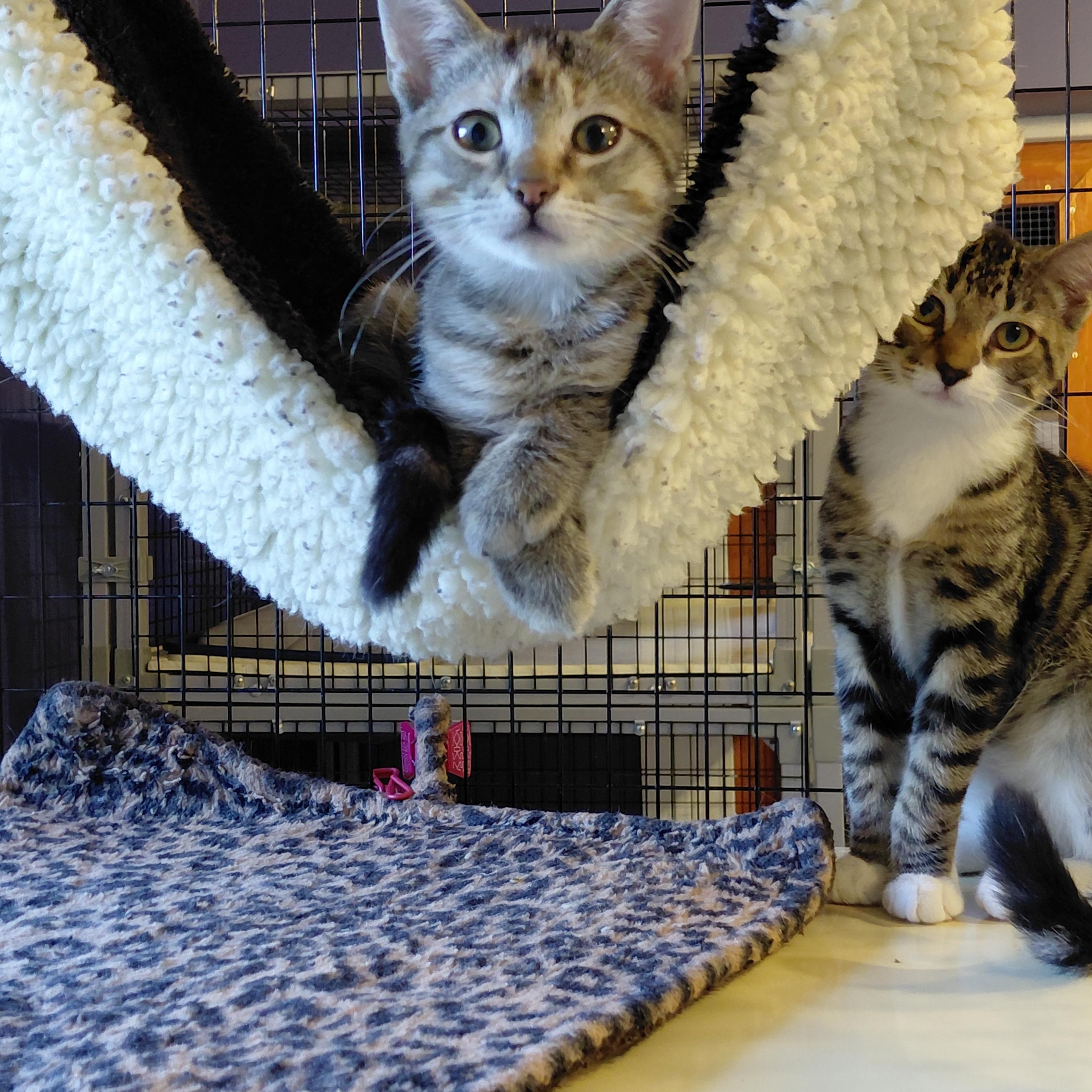 Enlarge Mini, an adopted Domestic Short Hair in Littleton, NH image 4/4