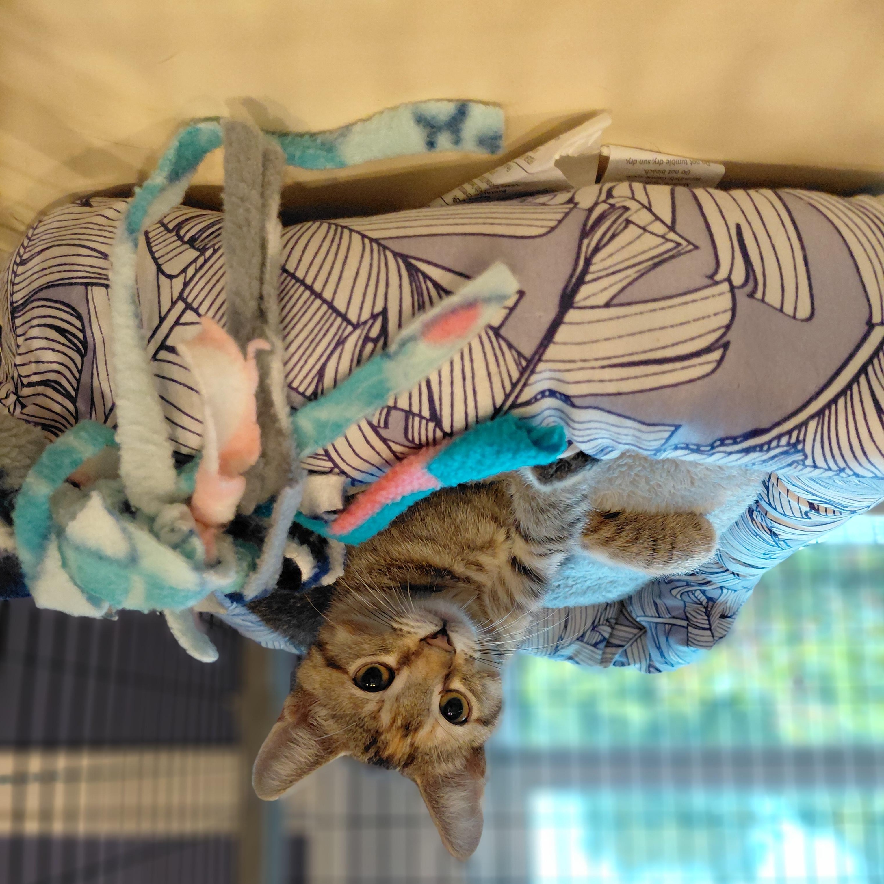 Enlarge Mini, an adopted Domestic Short Hair in Littleton, NH image 2/4