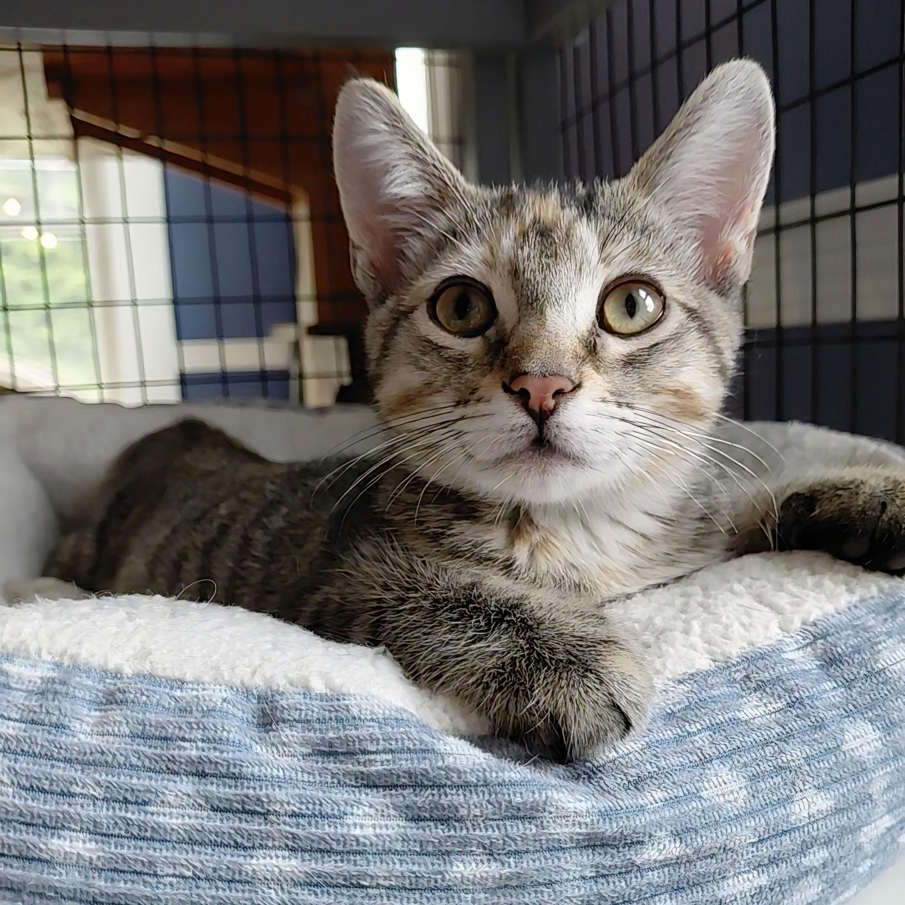 Mini, adopted, Young Female Domestic Short Hair.