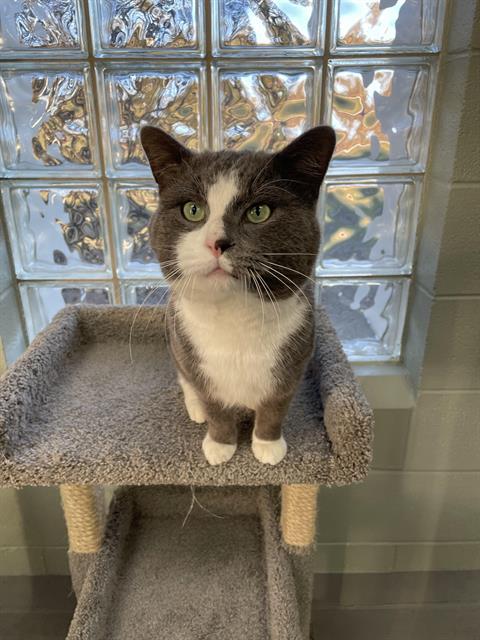 KODA, Adoptable, Young Male Domestic Short Hair.