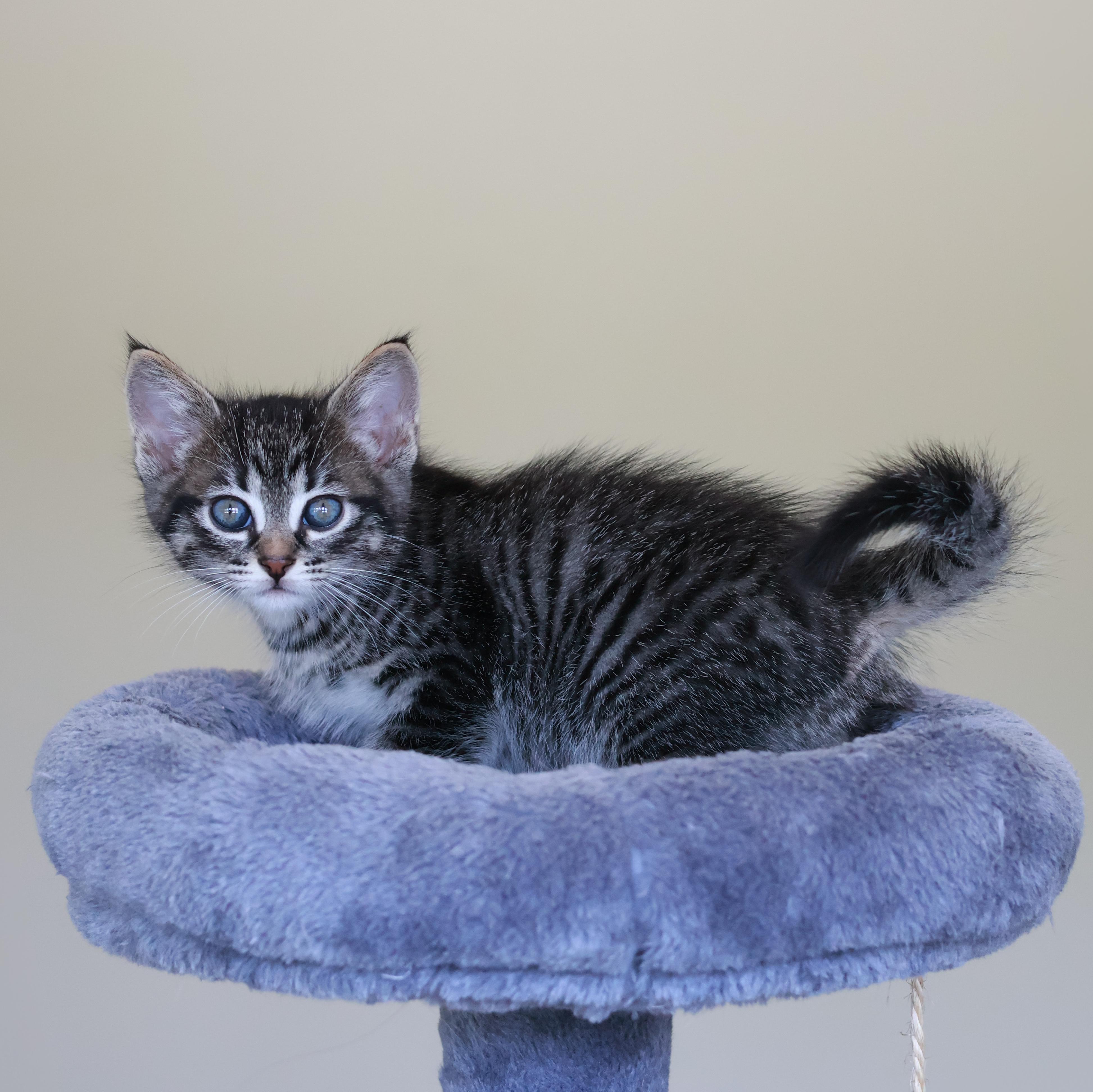 Canoli, adopted, Kitten Male Domestic Short Hair.