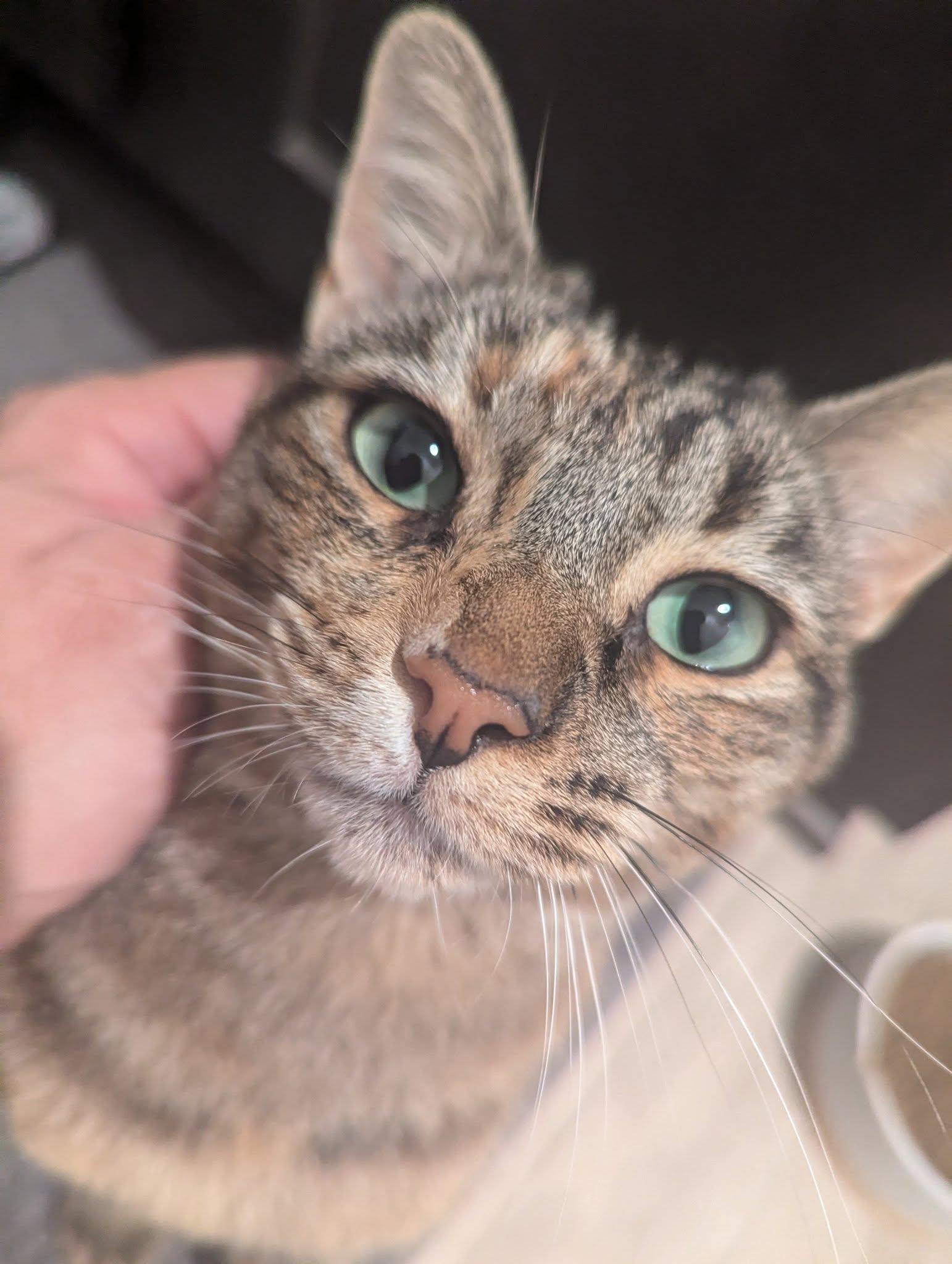 Enlarge Cinnamon 2, a Adoptable Domestic Short Hair in Riverside, CA image 1/3