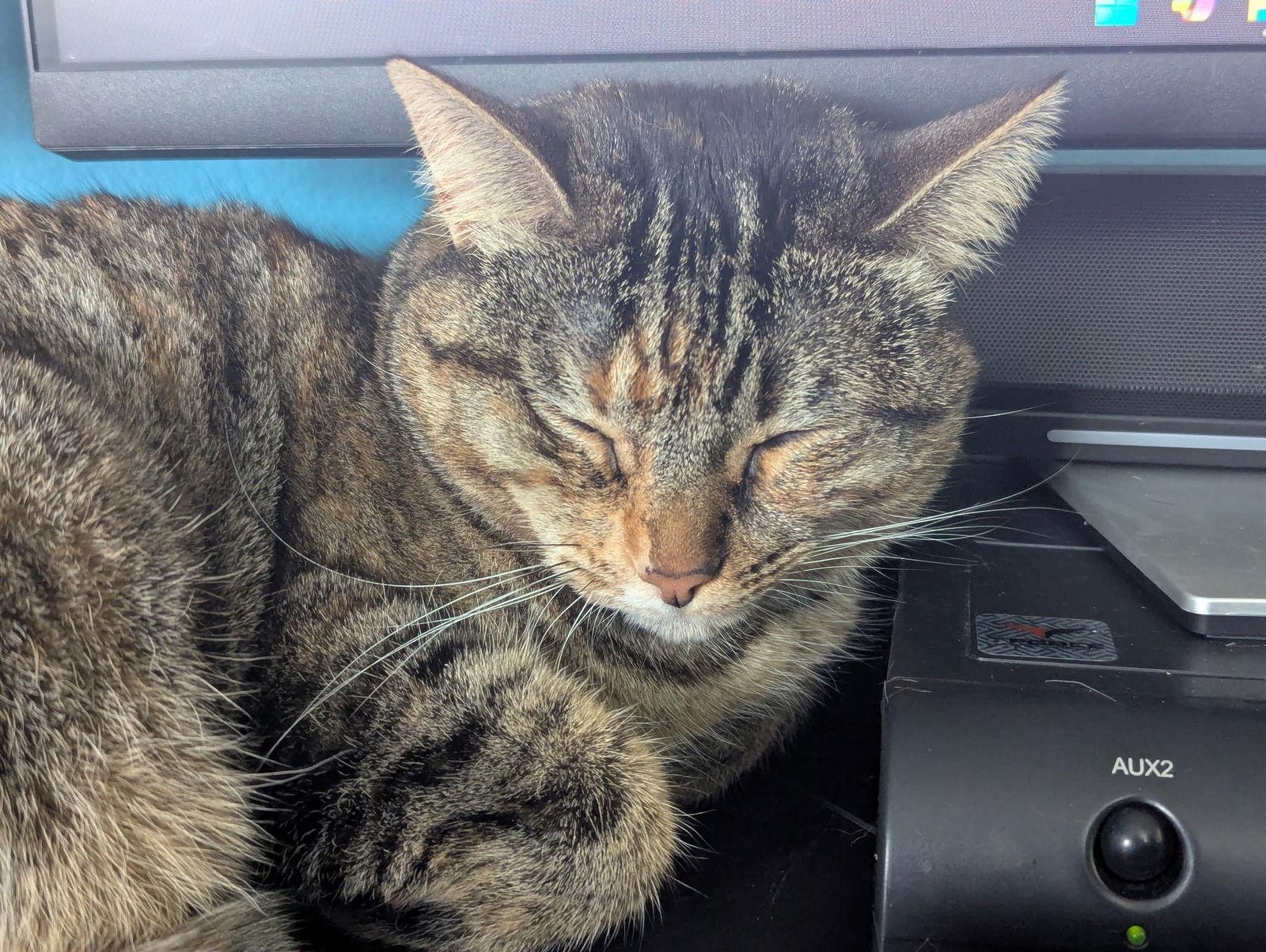 Enlarge Cinnamon 2, a Adoptable Domestic Short Hair in Riverside, CA image 2/3