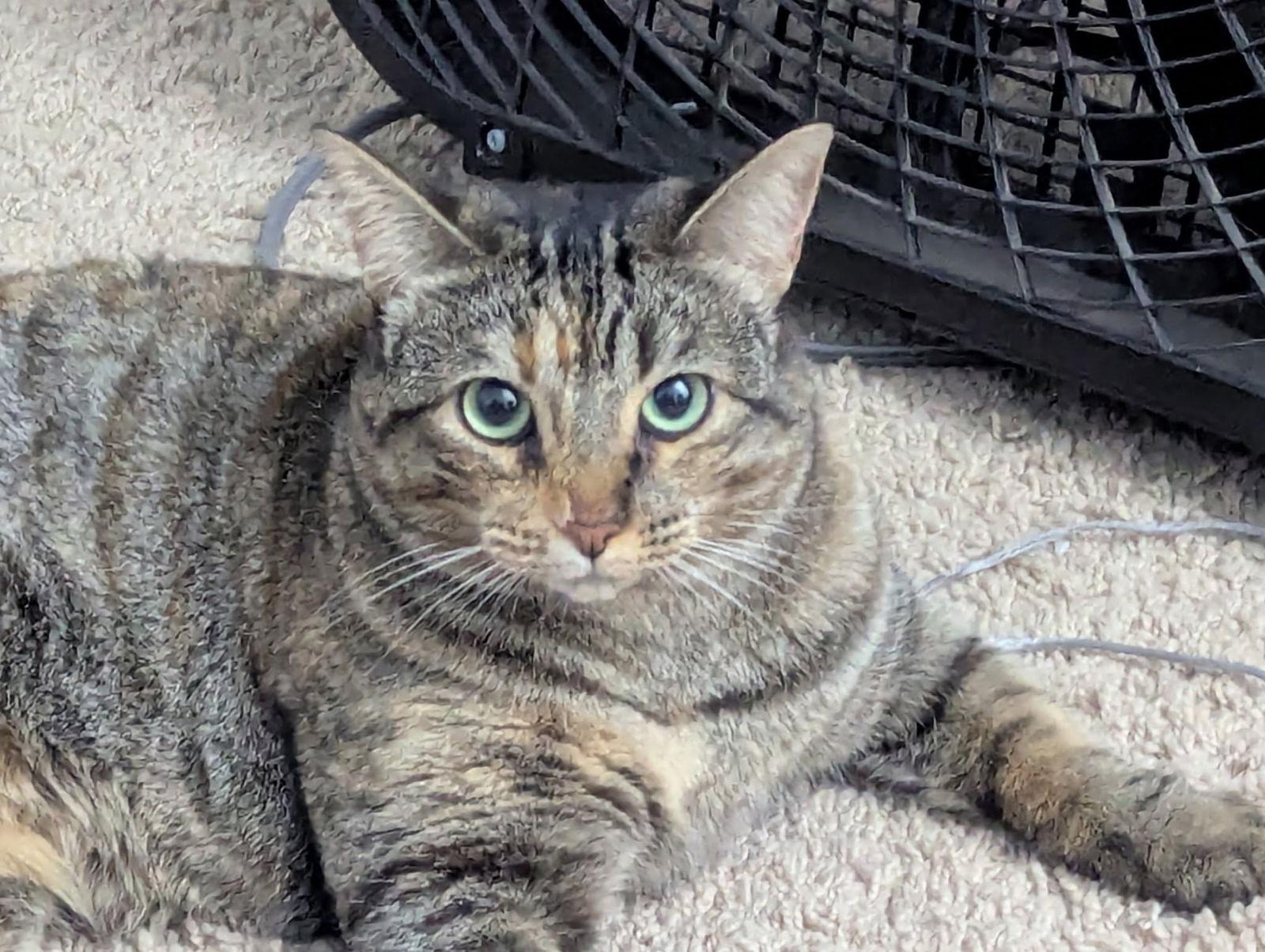 Enlarge Cinnamon 2, a Adoptable Domestic Short Hair in Riverside, CA image 3/3