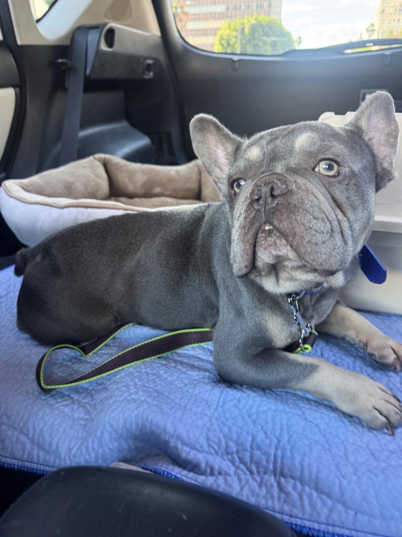 Enlarge Walter, a Adoptable French Bulldog in Valley Village, CA image 1/2