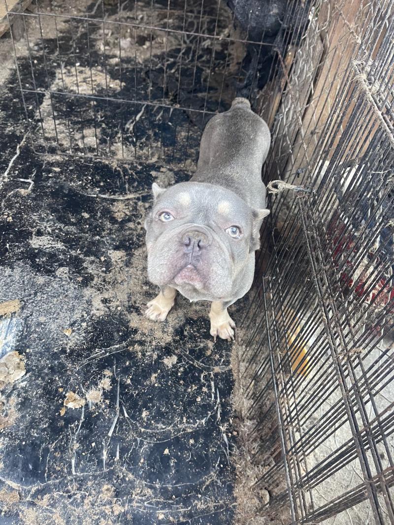 Enlarge Walter, a Adoptable French Bulldog in Valley Village, CA image 2/2